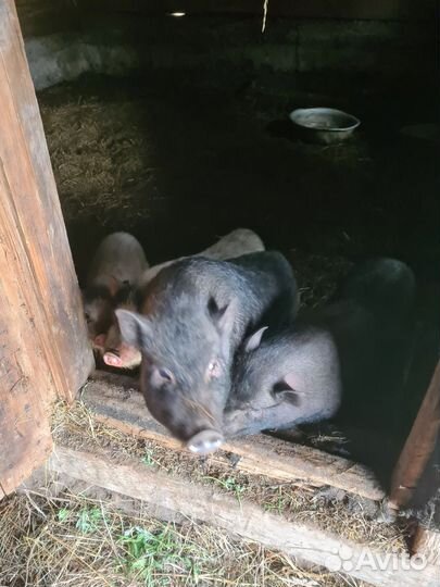 Вьетнамск вислобрюхий поросенок