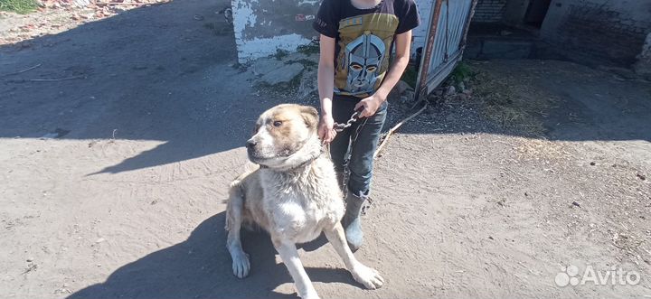 Кабель на случку