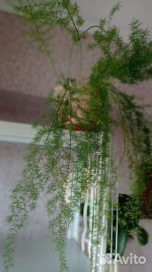 Аспарагус мейера