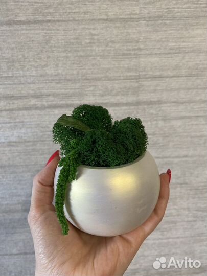 Стабилизированный мох в гипсовом кашпо
