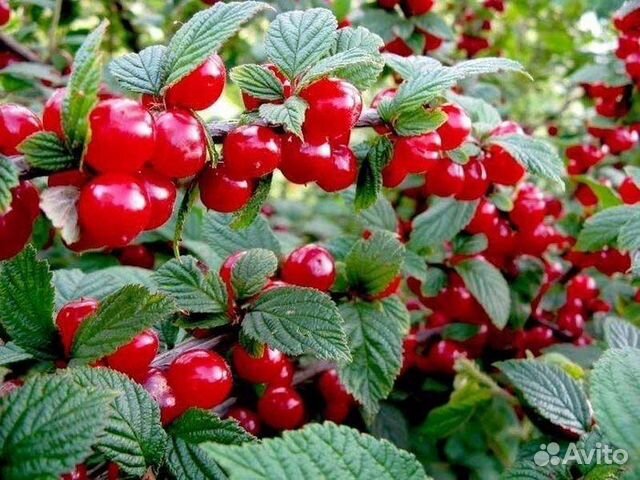 Войлочная вишня