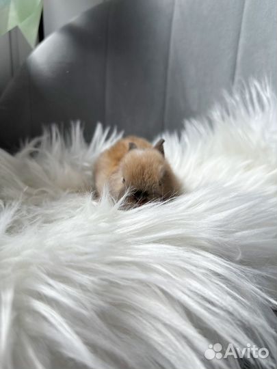 Карликовый кролик