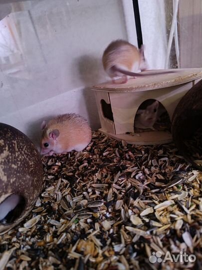 Иглистые мыши