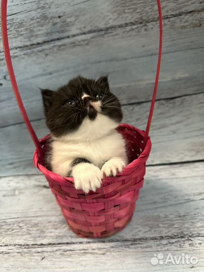 Экзотическая короткошерстная милашка