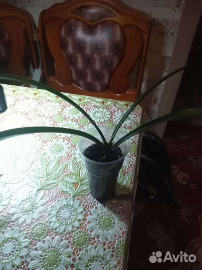 Цветок комнатный