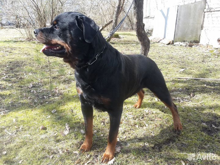Ротвейлер, кобель, вязка