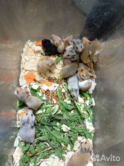 Сирийские хомячки