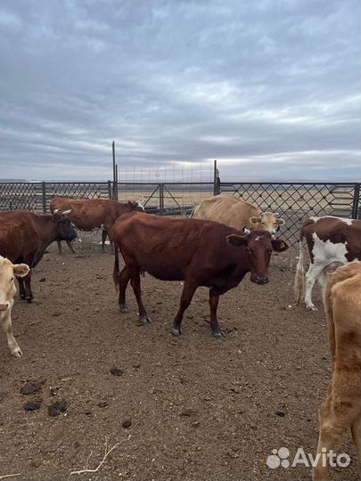 Коровы и телята