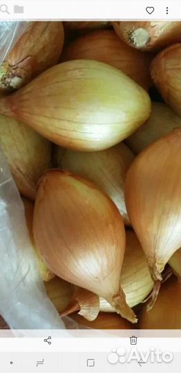 Продаю лук на посадку