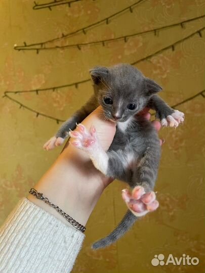 Котята в добрые руки бесплатно