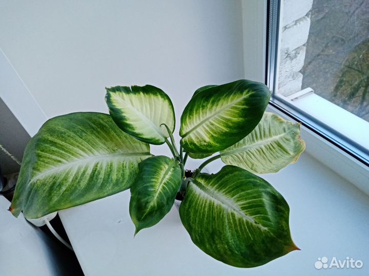 Диффенбахии, Монстера