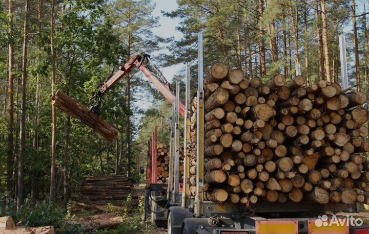 Инвестиции в доходный бизнес. Продажа аренды леса