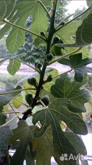 Инжир самоопыляемый Брунсвик