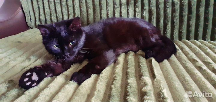 Барсик ищет дом