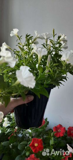 Рассада петунии