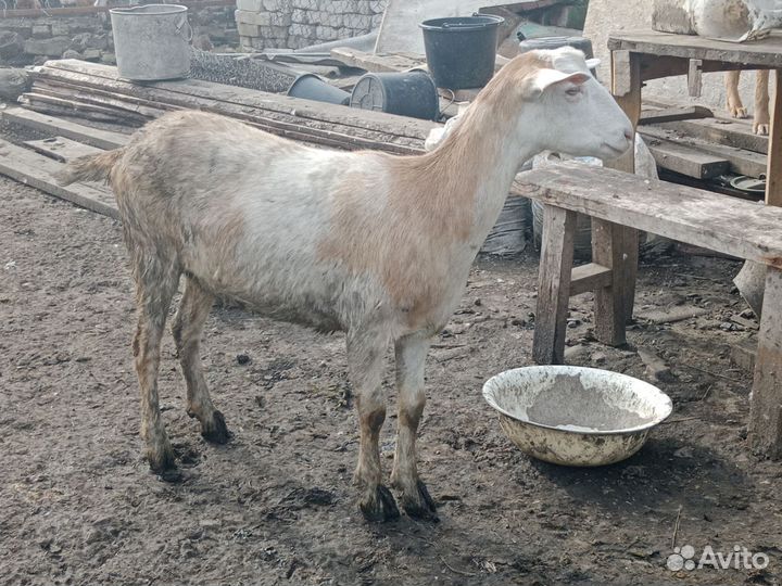 Коза дойная молочная