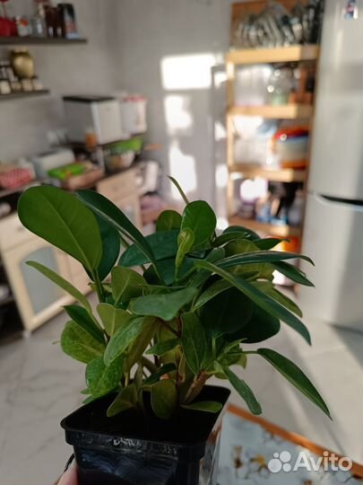 Фикус макламе