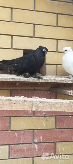 Голуби узбеки