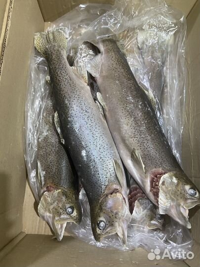 Форель радужная