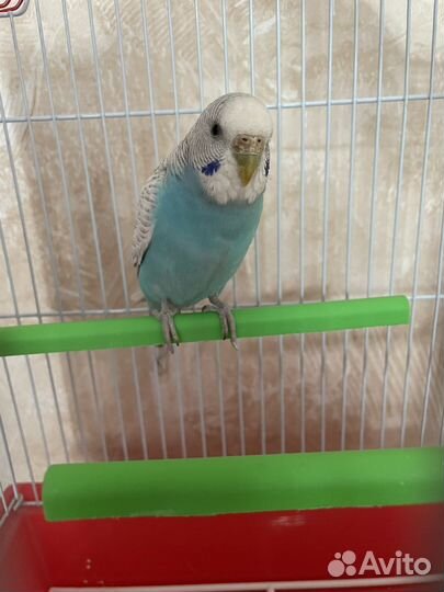 Попугай волнистый с клеткой