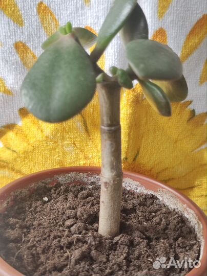 Крассула толстянка