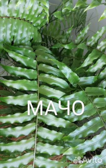 3 Разные Папоротники нефролеписы