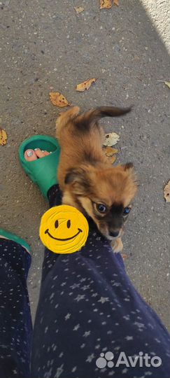 Чихуахуа девочка