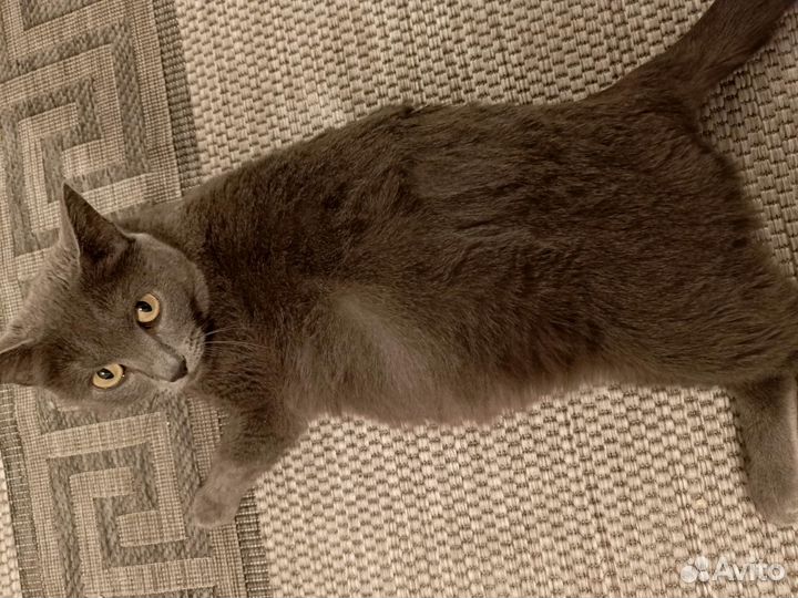 Потерялась кошка