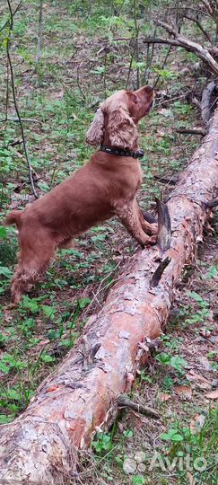 Вязка собак