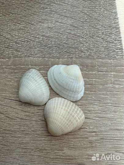 Морские ракушки