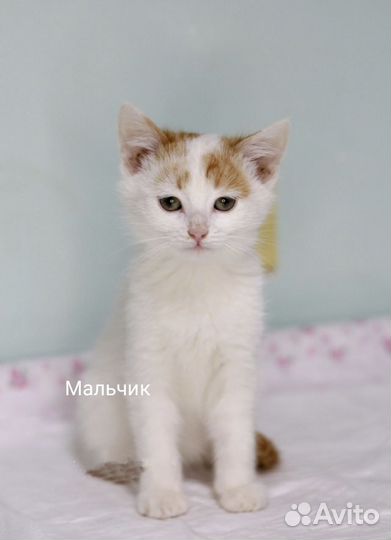 Котята