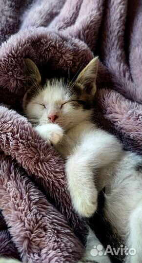 Котенок Маруся