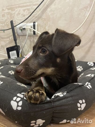 Продается щенок такса девочка