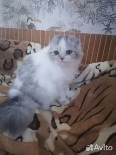 Шотландцы на удачу из питомника