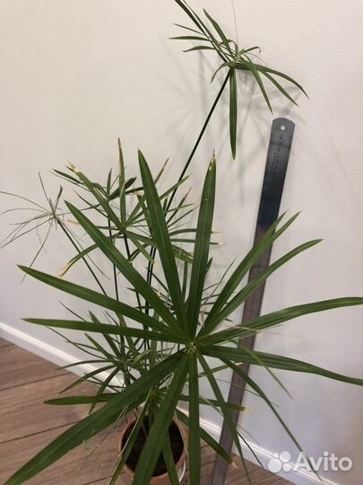 Циперус папирус