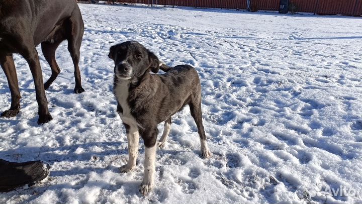 Щенок в добрые руки