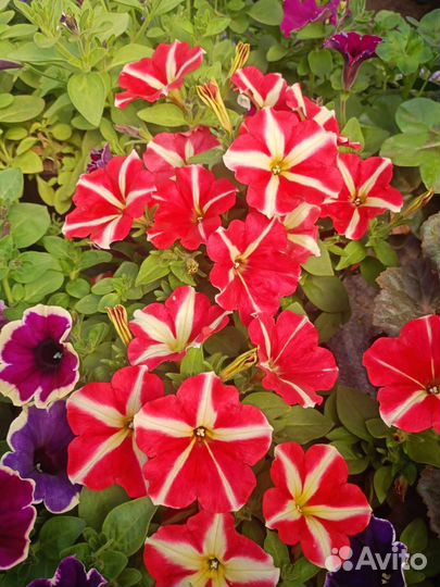 Ампельная петунья