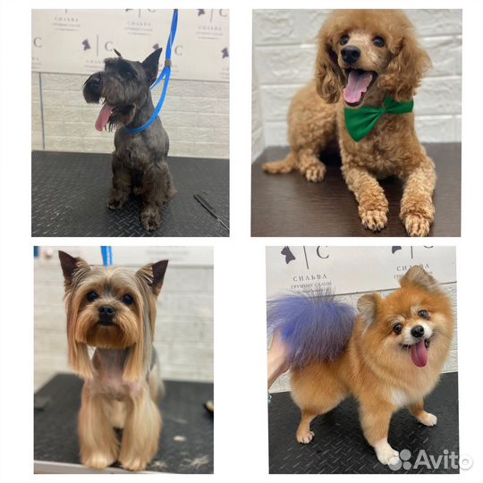 Стрижка собак и кошек Груминг