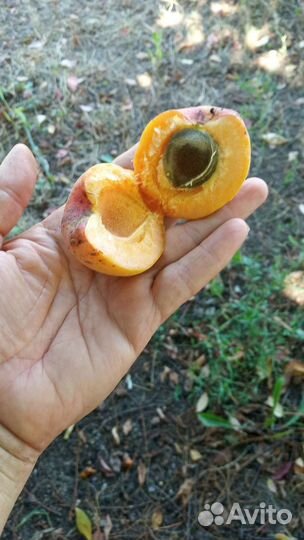 Саженцы абрикоса