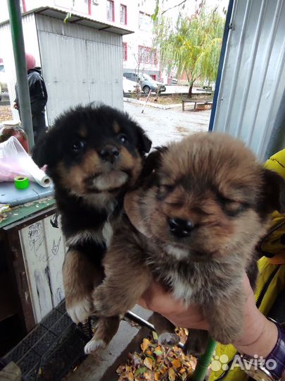 Щенки, 1,5месяца