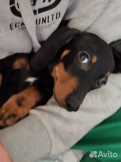 Щенки таксы