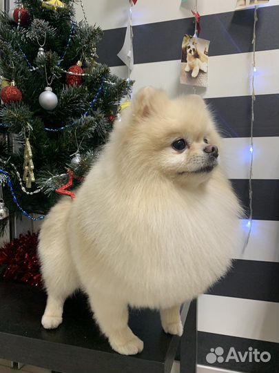 Шпиц вязка