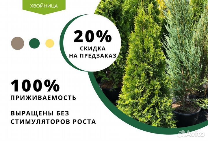 Туя смарагд