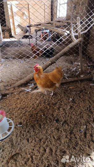 Фазаны,голуби