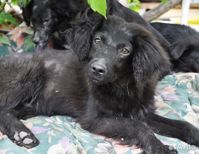 Щенок для частного дома