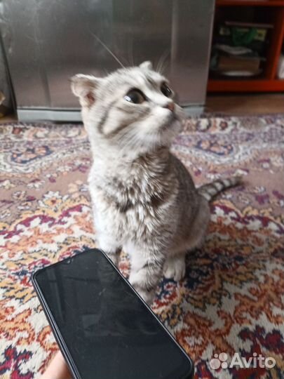 Кошка вислоухая