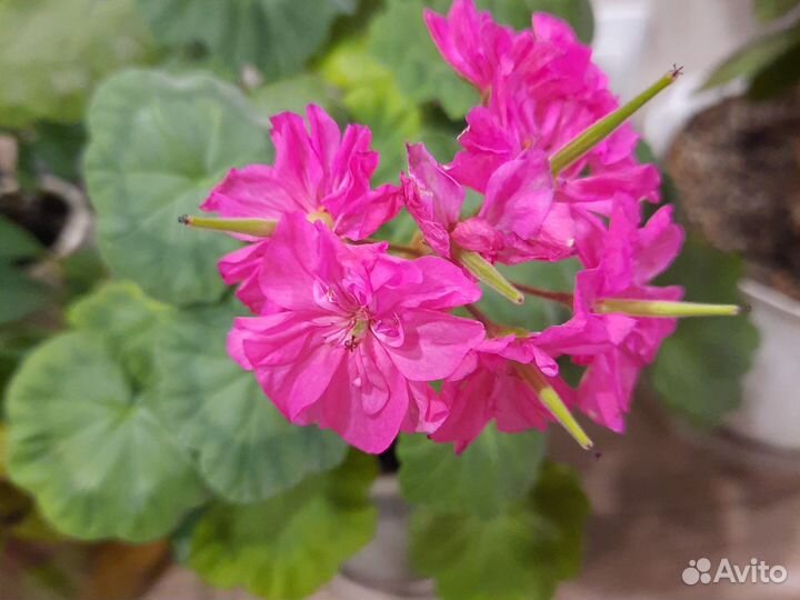 Герань пеларгония