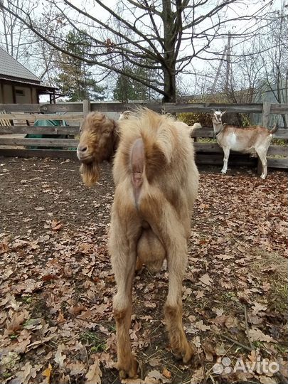 Коза Козел ламанча