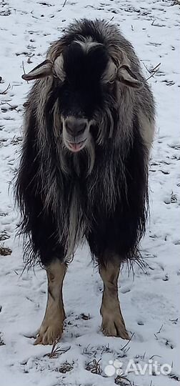 Козел альпийский на племя