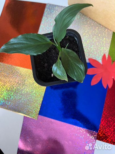 Спатифиллум